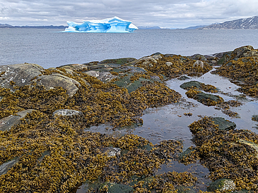 Fucus vesiculosus (bladderwrack) and F. distichus subsp. evanescens in the intertidal zone of Nuuk, Greenland in summer 2023.